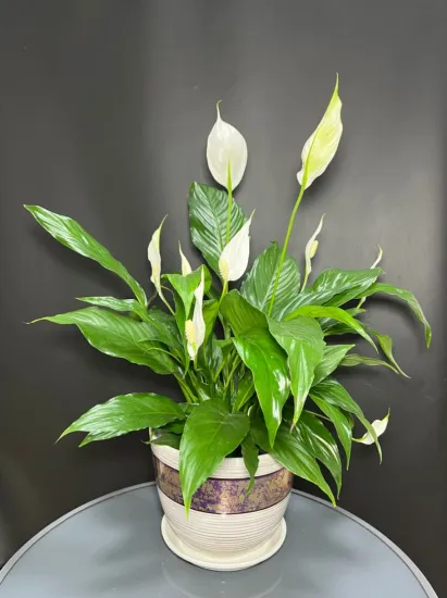 Спатифиллум или женское счастье  от интернет-магазина цветов в 
