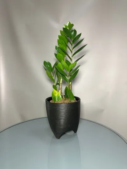 Замиокулькас (Zamioculcas) от интернет-магазина цветов в 