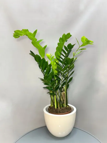 Замиокулькас (Zamioculcas)+ кашпо от интернет-магазина цветов в 