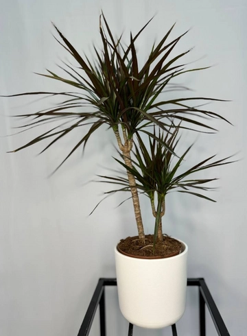 Комнатное растение &laquo;Драцена&raquo; от интернет-магазина цветов в 