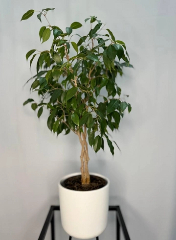 Комнатное растение &laquo;Фикус&raquo; от интернет-магазина цветов в 