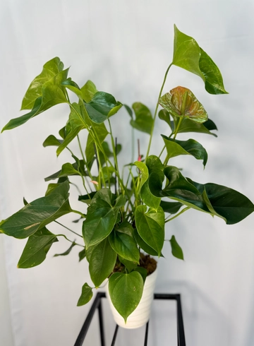 Комнатное растение &laquo;Антуриум&raquo; от интернет-магазина цветов в 