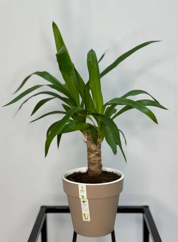 Комнатное растение &laquo;Юкка&raquo; от интернет-магазина цветов в 