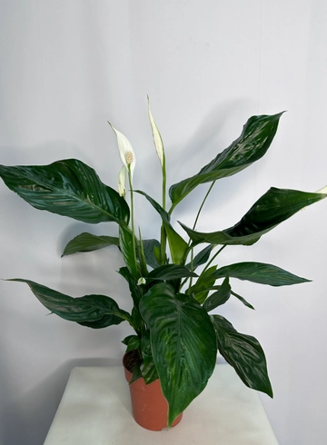 Комнатное растение &laquo;Спатифиллум&raquo; от интернет-магазина цветов в 