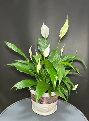 Спатифиллум или женское счастье  от интернет-магазина цветов в 