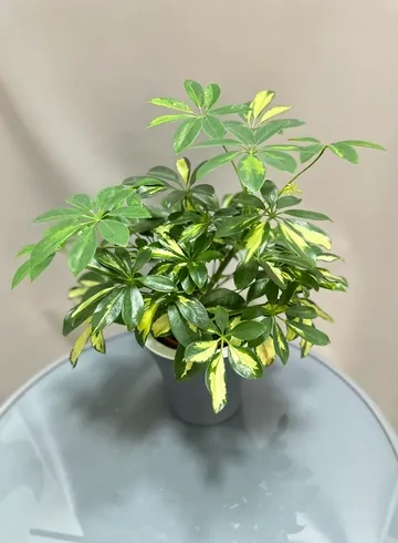 ШефЛера  от интернет-магазина цветов в 