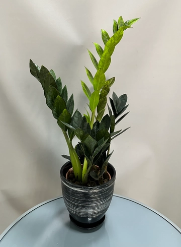 Замиокулькас черный  от интернет-магазина цветов в 