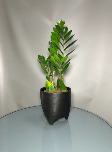 Замиокулькас (Zamioculcas) от интернет-магазина цветов в 