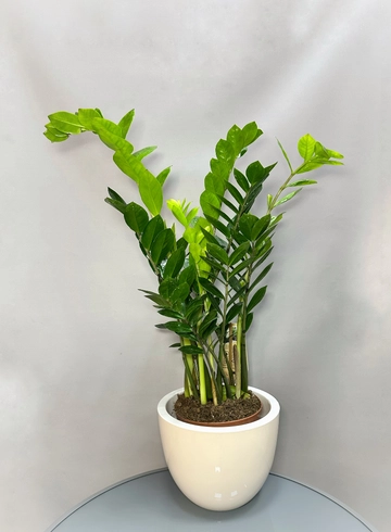 Замиокулькас (Zamioculcas)+ кашпо от интернет-магазина цветов в 