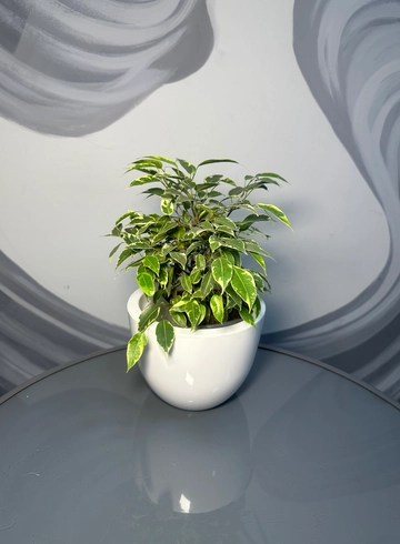 Фикус Бенджамина (30 см) в кашпо  от интернет-магазина цветов в 