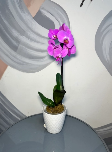 Орхидея в кашпо от интернет-магазина цветов в 