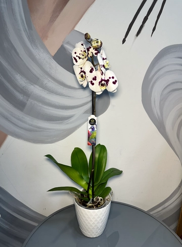 Орхидея тигровая в кашпо  от интернет-магазина цветов в 