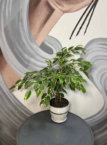 Фикус в керамическом кашпо  от интернет-магазина цветов в 