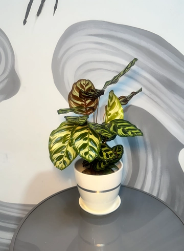 Комнатное растение Калатея в кашпо от интернет-магазина цветов в 