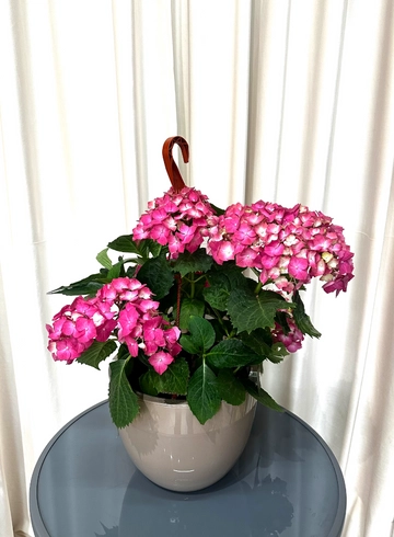 Гортензия в кашпо  от интернет-магазина цветов в 