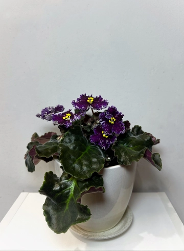Фиалка в кашпо от интернет-магазина цветов в 