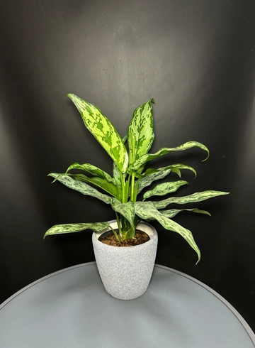 Аглаонема в кашпо  от интернет-магазина цветов в 