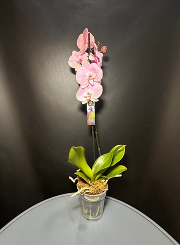 Орхидея комнатная нежно-розовая  от интернет-магазина цветов в 