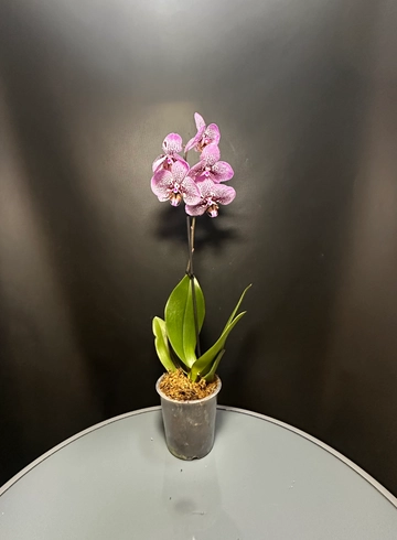 Орхидея комнатная  от интернет-магазина цветов в 