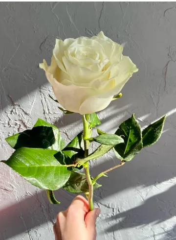 Роза белая Mondial 60 см от интернет-магазина цветов в 